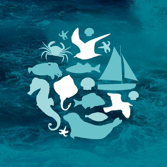 SussexIFCA_ClearSeas03.jpg Clear Seas circular icon showing different species and marine users.