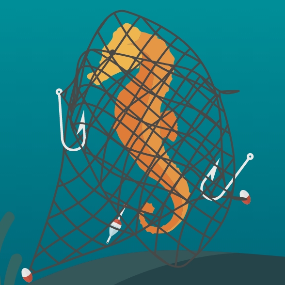 SussexIFCA_ClearSeas08.jpg Clear Seas illustration showing seahorse trapped by net (ghost gear)