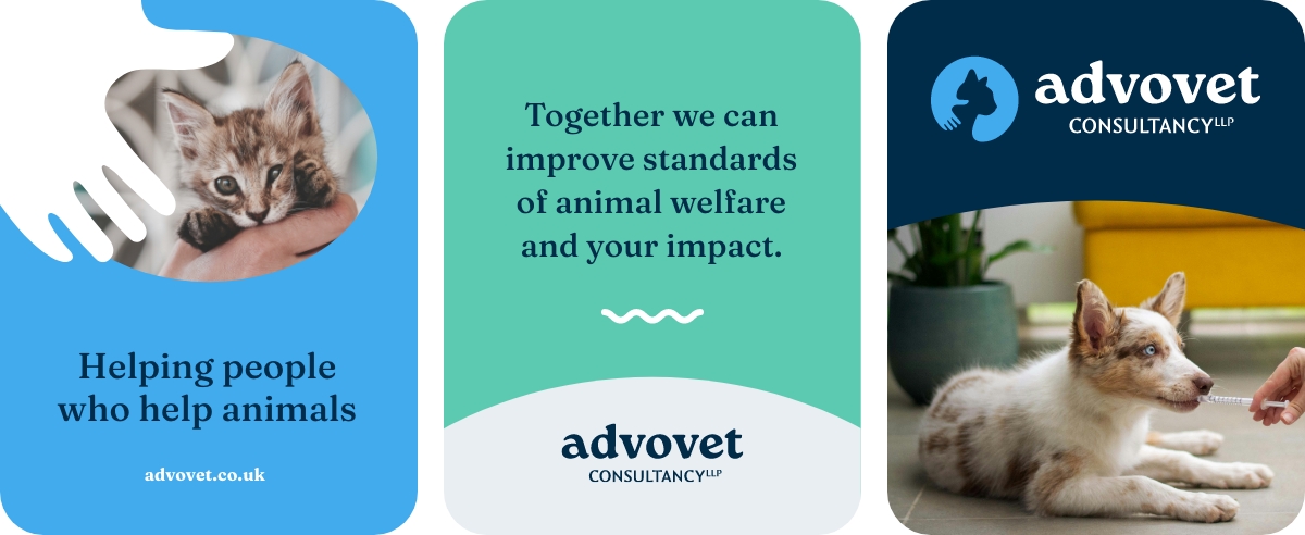 Advovet social media layout mockups