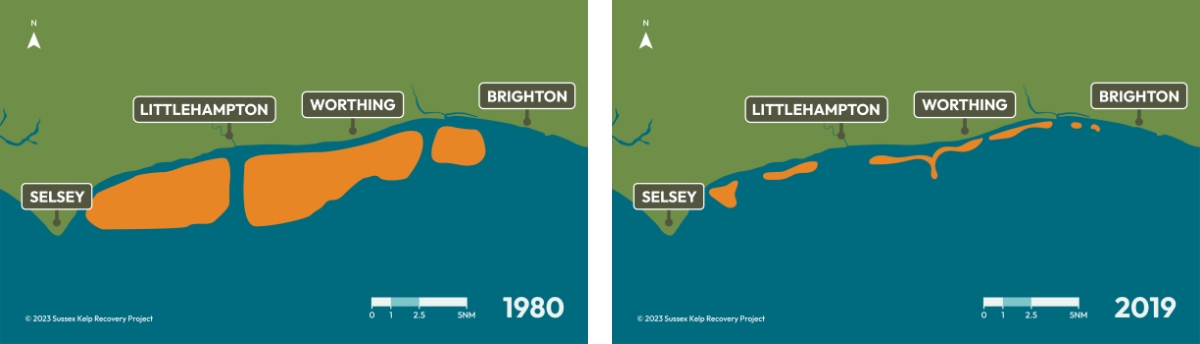 SKRP09.jpg Illustrated maps showing the kelp coverage in 1980 & 2019